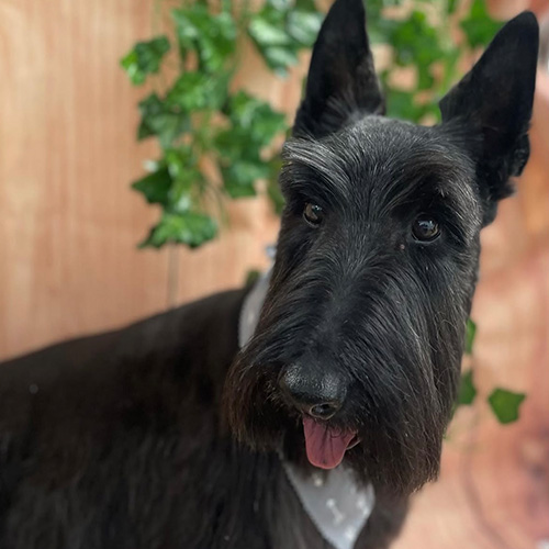 about-dog-1 A black dog looking trimmed and good