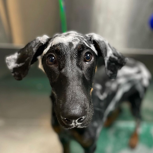 about-dog-2 A wet black dog with big eyes