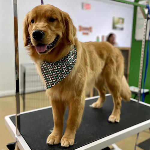 about-dog-4 A happy dog with a bandana after a haircut standing on a table at the groomers