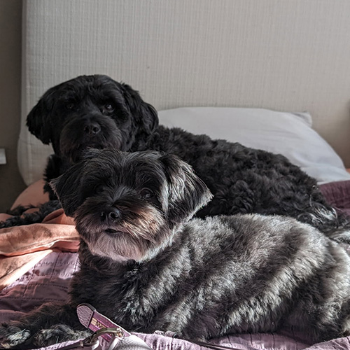 Alicia's dogs