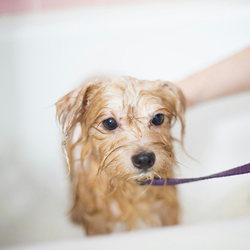 bathing