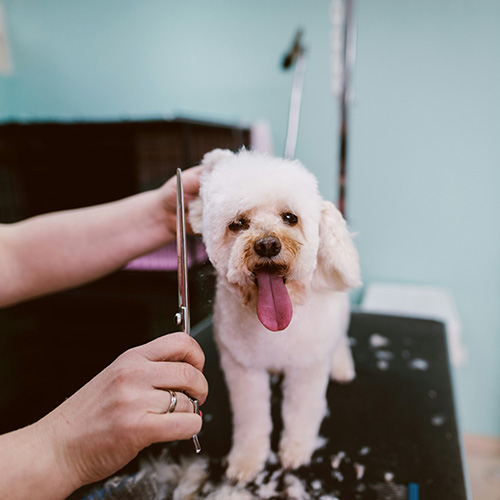 grooming