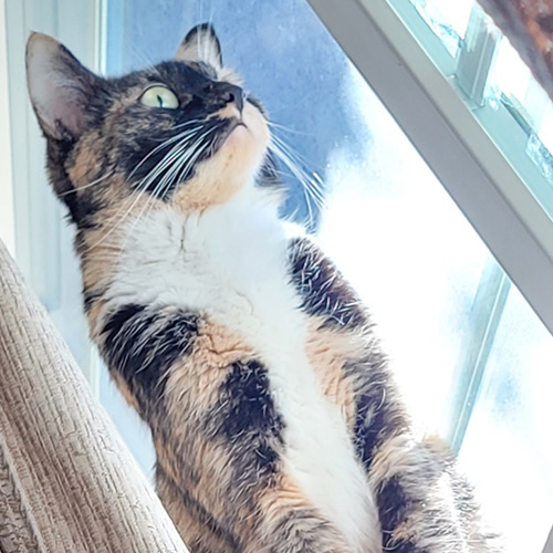 Yvette's cat