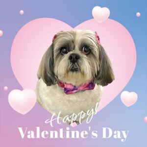 photo-package-5 photo Valentine's Day package example
